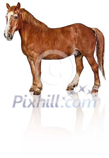 Clipped horse Clipped horse