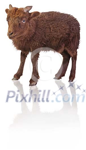 Clipped hogget Clipped hogget