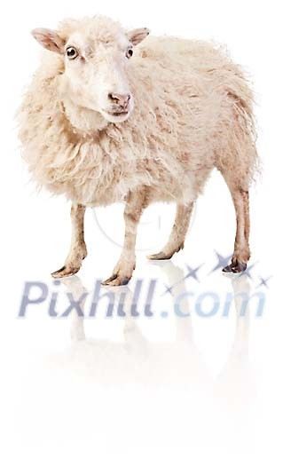 Clipped white sheep