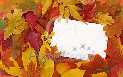 Paper amongst the leaves
