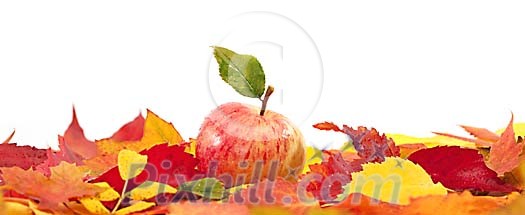 Apple resting on leaves