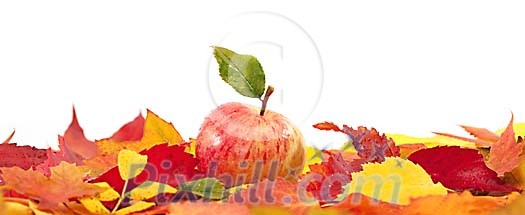 Apple resting on leaves Apple resting on leaves