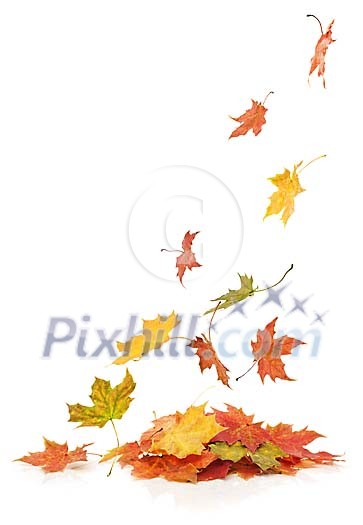 Leaves falling to the heap Leaves falling to the heap