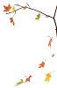 Falling maple leaves on a white background