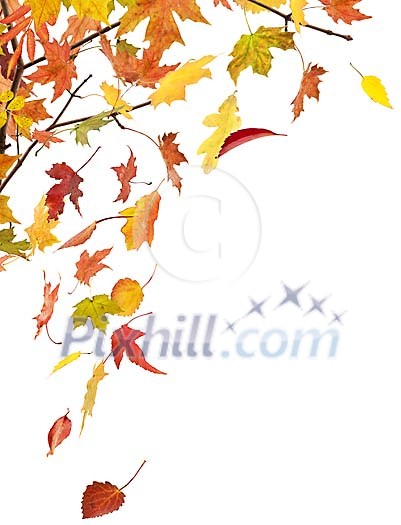 Leaves falling from the tree