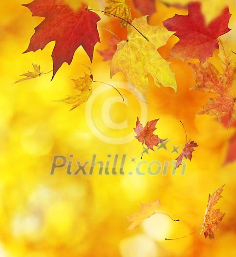 Leaves falling on a golden background