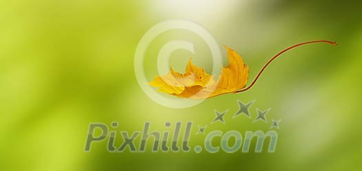 Single leaf falling on a green background