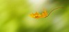 Single leaf falling on a green background