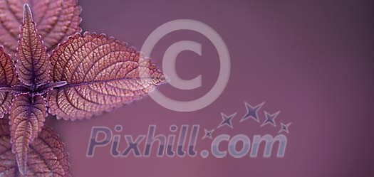 Violet leaves on a violet background