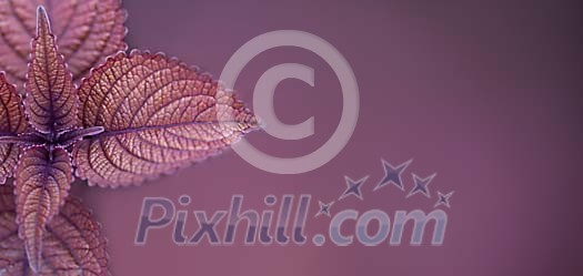 Violet leaves on a violet background Violet leaves on a violet background
