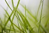 Grass background