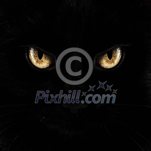Eyes on a black background Eyes on a black background