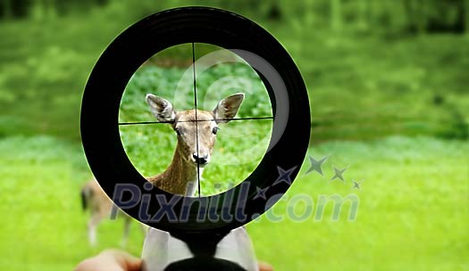 Deer hunting Deer hunting