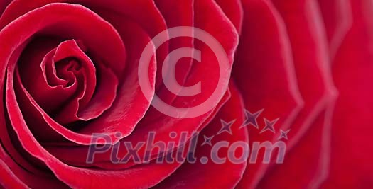Background image of a red rose