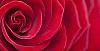 Background image of a red rose