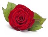Clipped single red rose