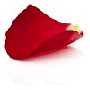 Clipped single red rose petal