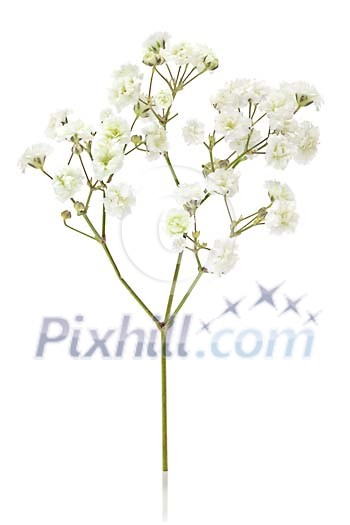 Gypsophilia flower ona a white background Gypsophilia flower ona a white background