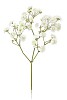 Gypsophilia flower ona a white background