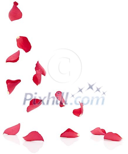 Rose petal corner on a white background Rose petal corner on a white background