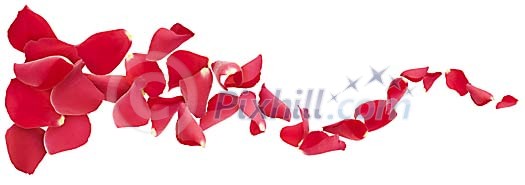 Rose petals on a white background