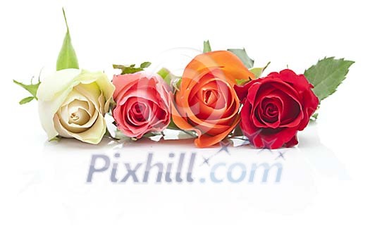 Different coloured roses on a white background