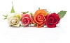 Different coloured roses on a white background