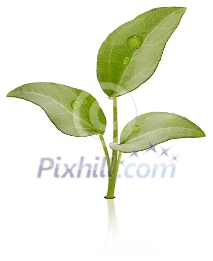 A green sibling isolated in a white space A green sibling isolated in a white space
