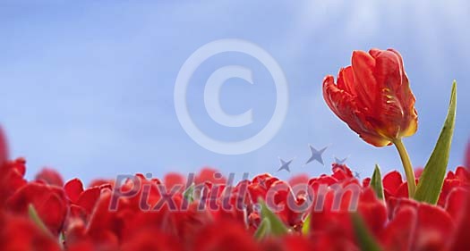 One red tulip reaching over red tulip sea