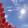 Red tulip corner reaching the sun
