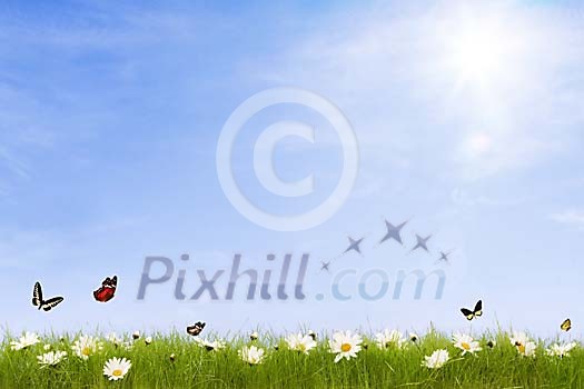 Sunny meadow with daisies and flying butterflies
