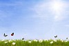 Sunny meadow with daisies and flying butterflies