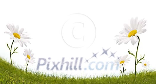 Group of daisies in grass on white space