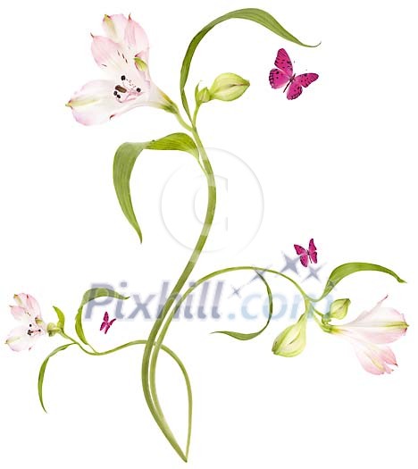Sensual flower with flying butterflies on white