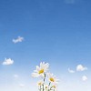 Five daisies grouped like family under a blue summery sky