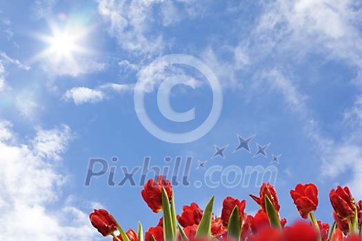 Red tulips, sky and sun Red tulips, sky and sun
