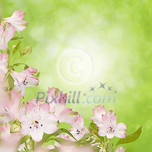 Elegant background with sensitive flowers on a blurred green background