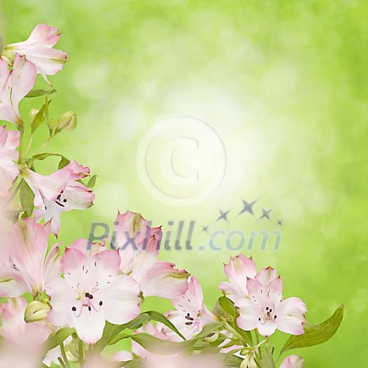 Elegant background with sensitive flowers on a blurred green background Elegant background with sensitive flowers on a blurred green background