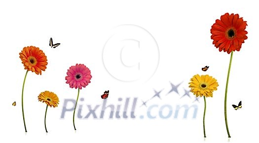Gerberas and butterflies in white space