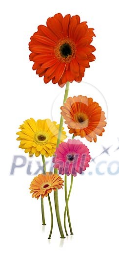 Group of gerberas isolated on white