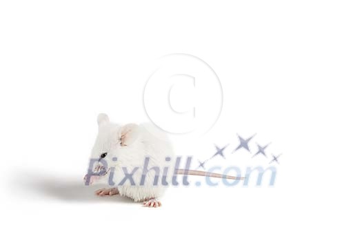 Tiny white mouse grooming Tiny white mouse grooming