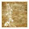 Clipped old postcard with daisies