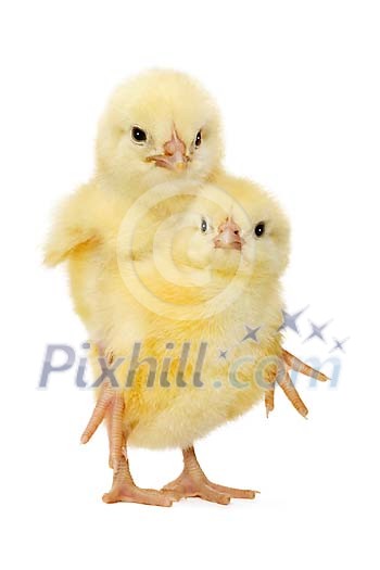 Cute chick holding another chick on its back
