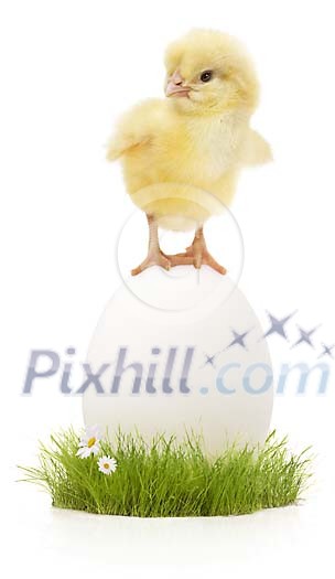 Chick standing on a white easter egg