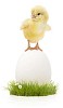 Chick standing on a white easter egg