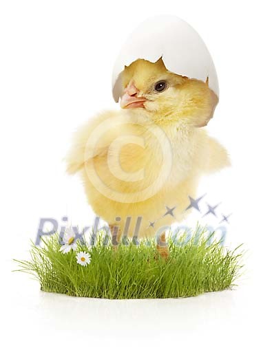 Cute easter chick with shell hat on the grass
