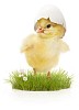 Cute easter chick with shell hat on the grass