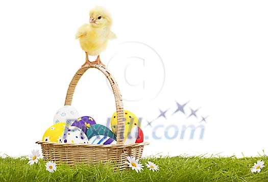 Chick standing ona a basket full of easter eggs
