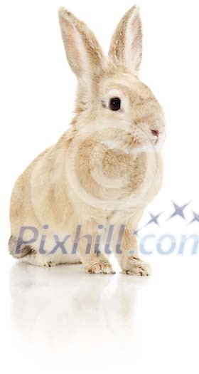 Clipped beige bunny