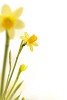 Yellow daffodills